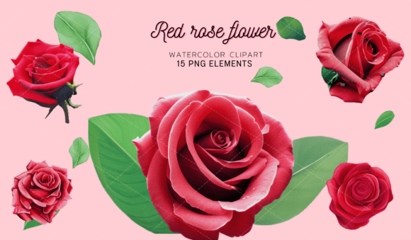 Red Rose Flower: A Versatile Asset for Creative Collage Projects